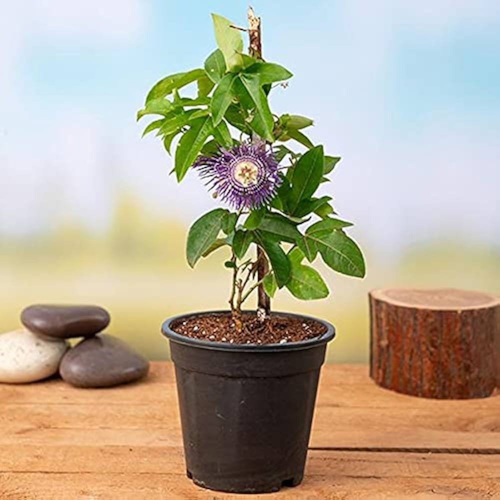 Krishna Kamal, Passion flower (Purple) Plant in 6 inch Pot