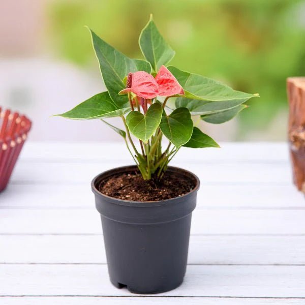 Anthurium (Any Color) Plant in 4 inch Pot