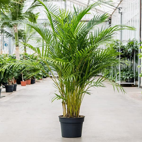 Areca Palm Plant in 5 inch Pot