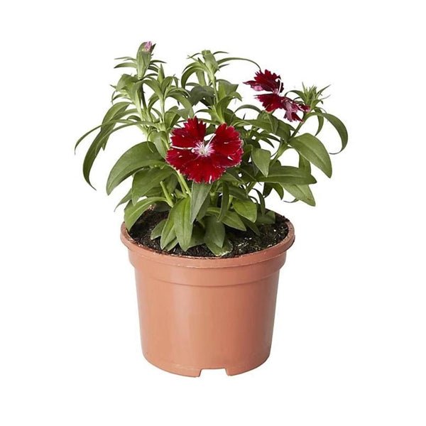 Dianthus (Any Color) Plant in 5 inch Pot