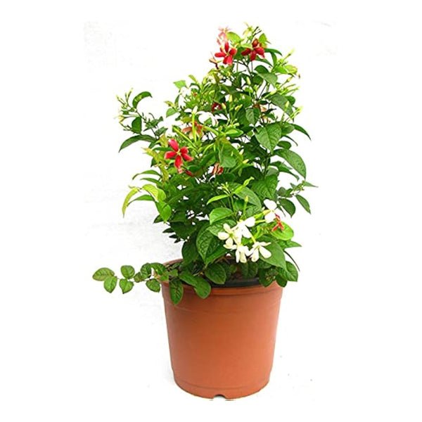Madhumalti Dwarf, Rangoon Creeper Plant in 10 inch Grow Bag