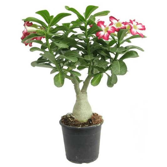 Hard-to-Kill Plants Trio for Busy Homes
