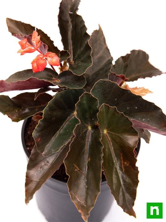 angel wing begonia (pink) - plant
