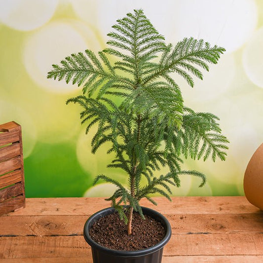 christmas tree in 6 inch (15 cm) pot