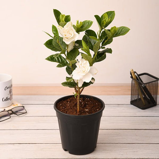 gardenia