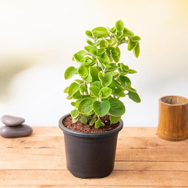 mexican mint