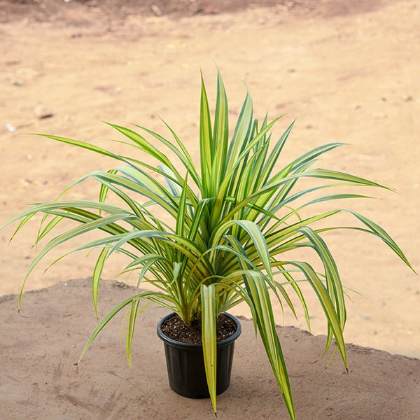 pandanus variegated (golden) plant in 5 inch (13 cm) pot