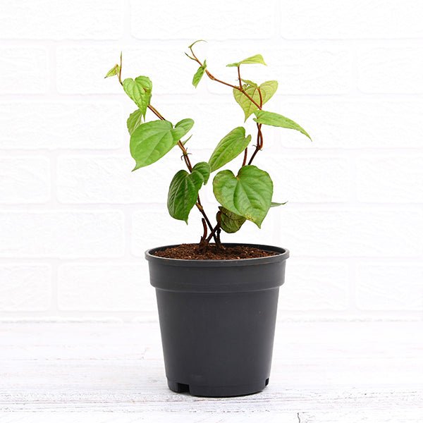 piper betel