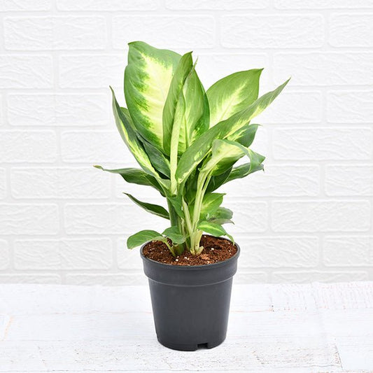 dieffenbachia maculata plant in 6 inch (15 cm) pot