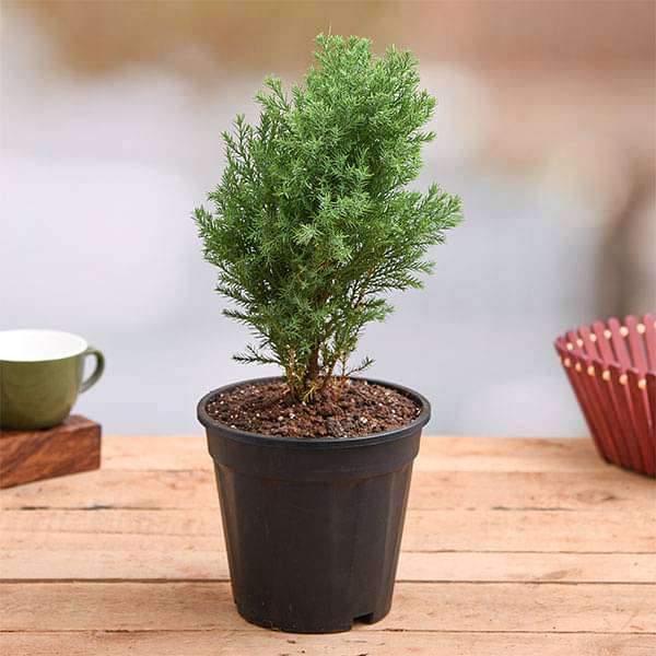 juniper