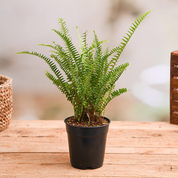 nephrolepis exaltata (green) fern plant in 5 inch (13 cm) pot