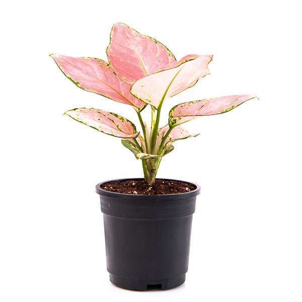 aglaonema dud anyamanee