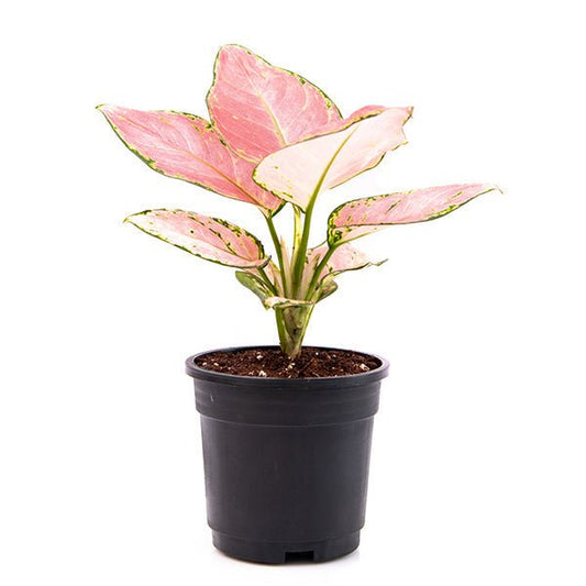 aglaonema dud anyamanee