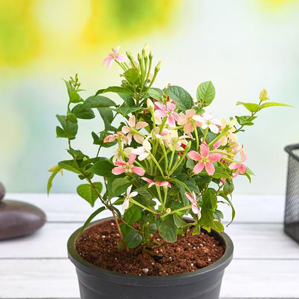 Climber Plant Trio