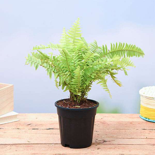 golden fern