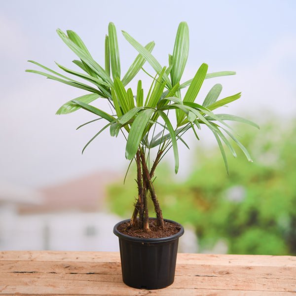raphis palm