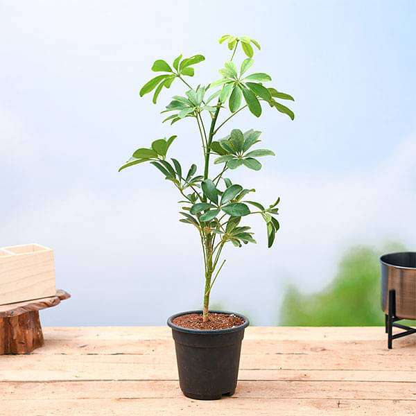 schefflera plant in 5 inch (13 cm) pot