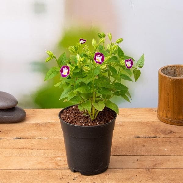 torenia (any color) plant in 5 inch (13 cm) pot