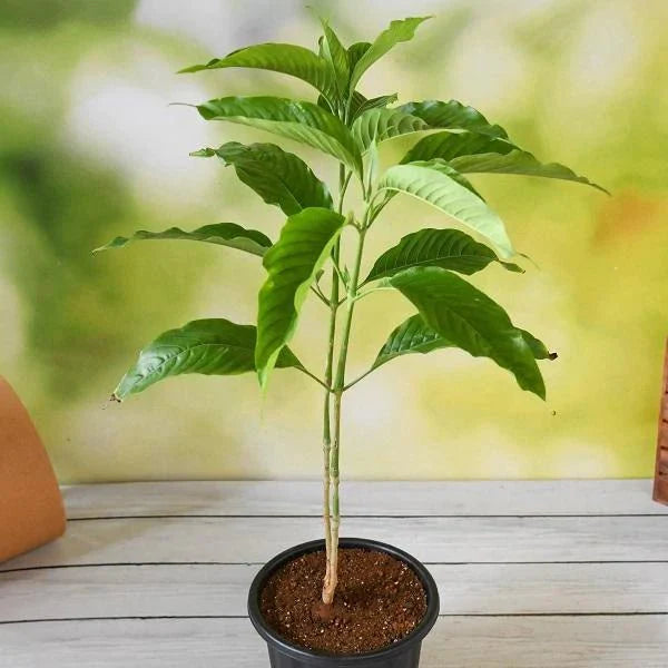 vasaka - plant
