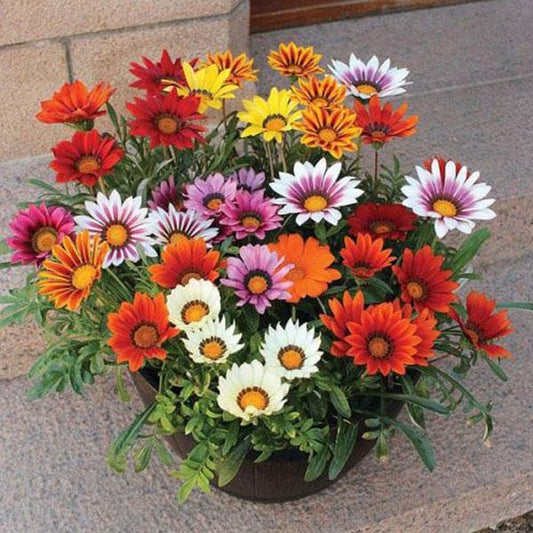 Yellow Flowering Plants Trio