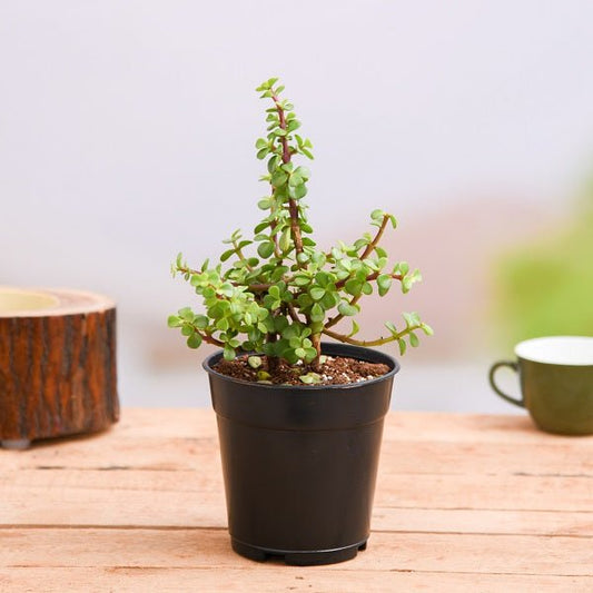 Set of 2 Good Luck Plants Pack