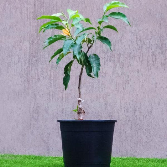 michelia champa