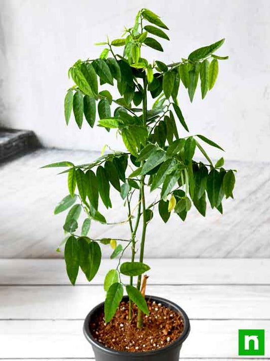 multivitamin - plant