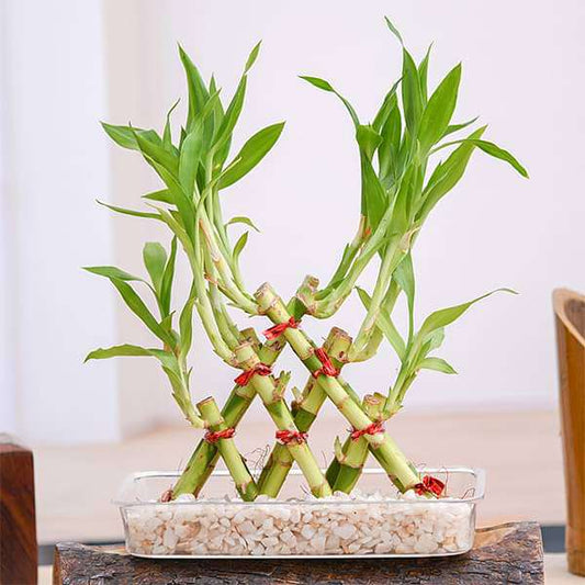 3 layer pyramid lucky bamboo plant