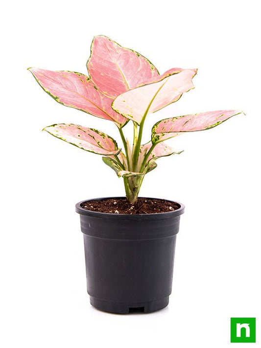 aglaonema dud anyamanee - plant