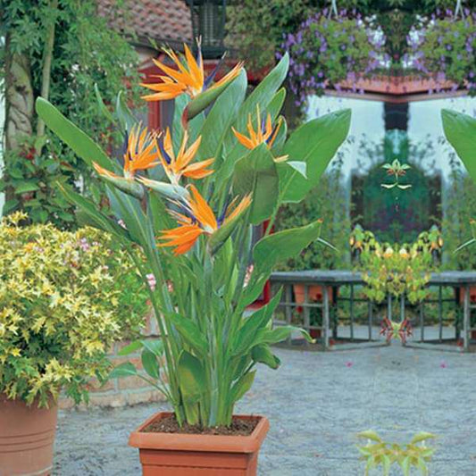 Winter Plants Trio