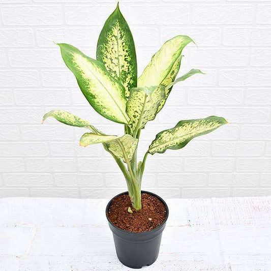 dieffenbachia camilla plant in 6 inch (15 cm) pot