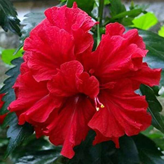 Red Flowering Plants Trio