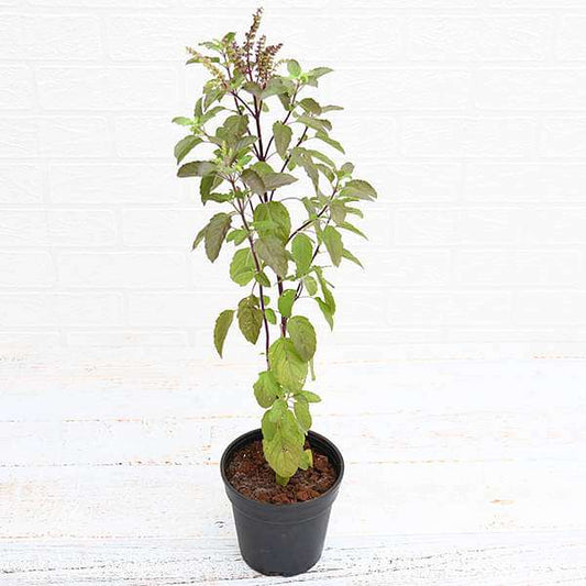 Eco-Friendly Ganesh Plant Pack