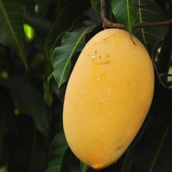 mango tree (alphonso