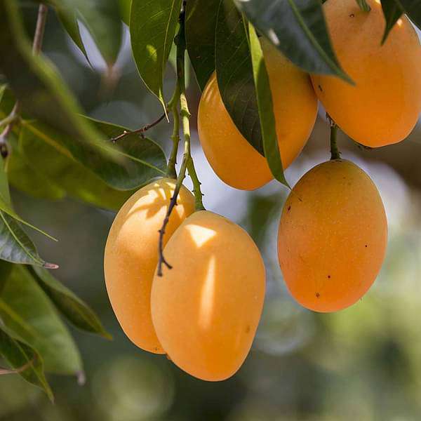 mango tree (grown through seeds) plant
