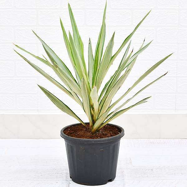 yucca plant