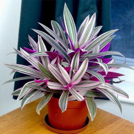 Living Room Plant Duo
