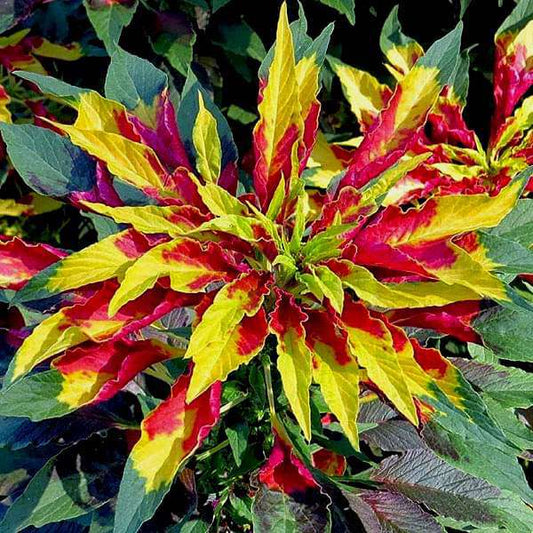Mega Mixed Garden Pack — 30 Seeds