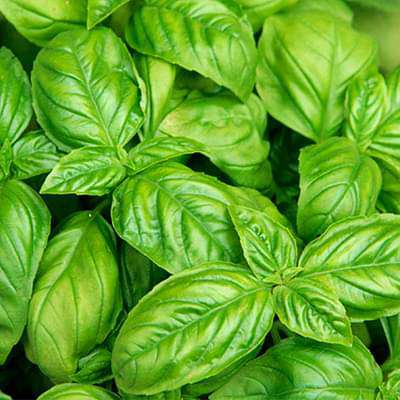 Companion Planting Pack
