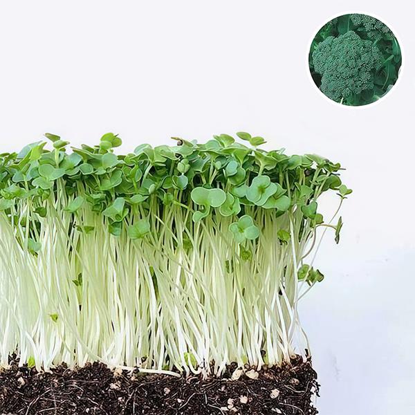 Easy to Grow Healthy Microgreens