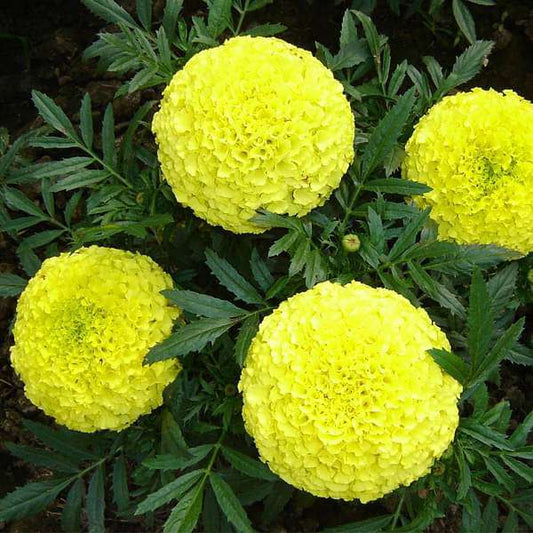 Year-Round Bloomers Seed Pack