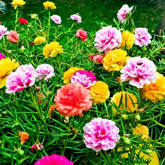 Summer Flower Garden Pack