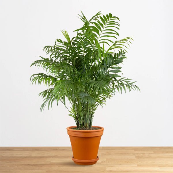 Chamaedorea elegans, Parlour Palm Plant in 5 inch Pot