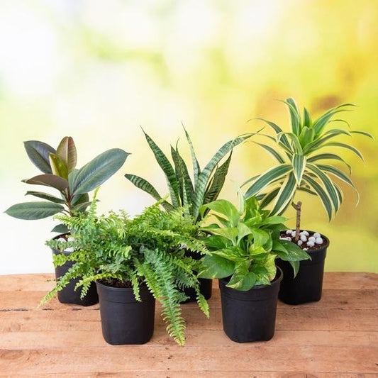 Top 5 Easiest to Grow Plants