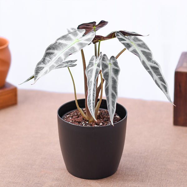 Beautiful Alocasia Elephant Ear tropical plants with dramatic foliage featured in collection