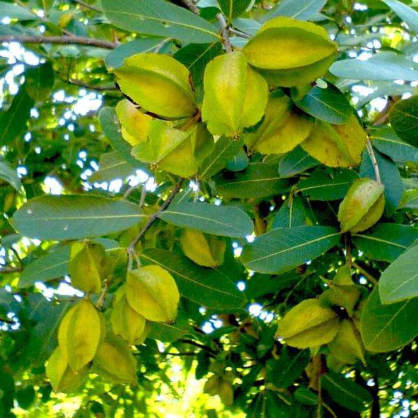 Arjun Tree medicinal plant collection featuring healthy botanical specimens for home gardeners