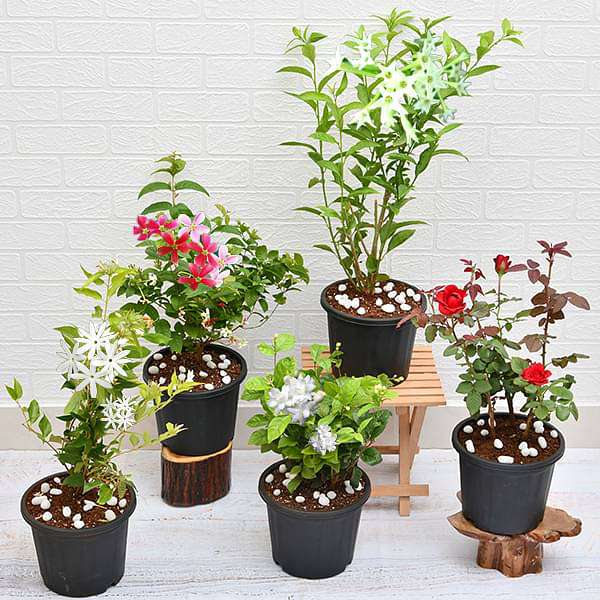 Aromatic & Fragrant Plants collection featuring diverse scented flowers and foliage
