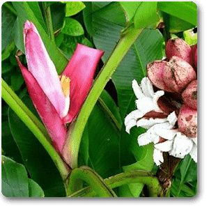 Banana Plant collection featuring tropical foliage and distinctive red banana fruit varieties