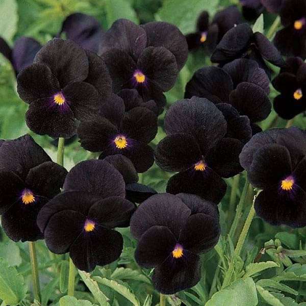 Black Flower Seeds collection showcasing premium dark bloom varieties for your garden