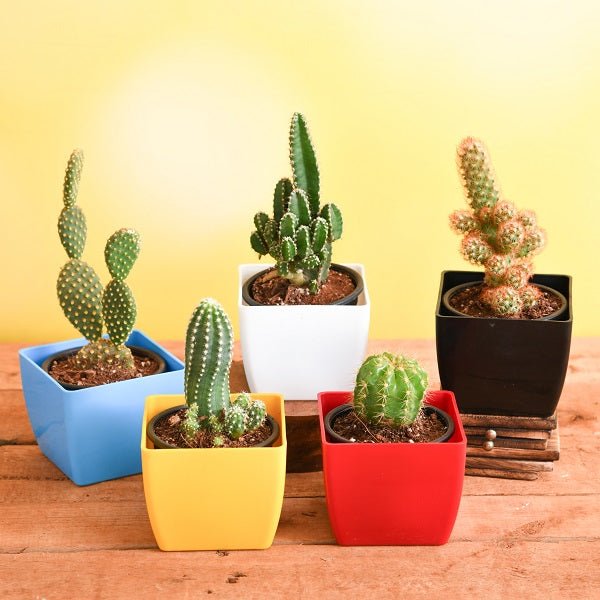 Vibrant cactus plants collection displaying diverse species and decorative desert succulents